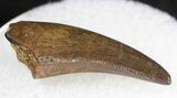 Curved Tyrannosaur Premax Tooth - Montana #21379-1